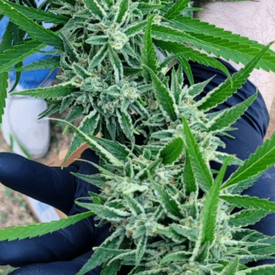 TRICHOME_BROS_BALI_TSUNAM_FLOWER_1