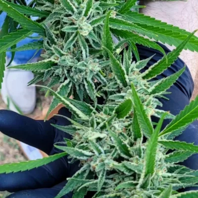 TRICHOME_BROS_BALI_TSUNAM_FLOWER_1