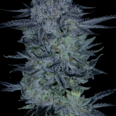 SIN_CITY_SEEDS_STICKY_BLUEBERRIES_FLOWER_1_LUSCIOUS_GENETICS