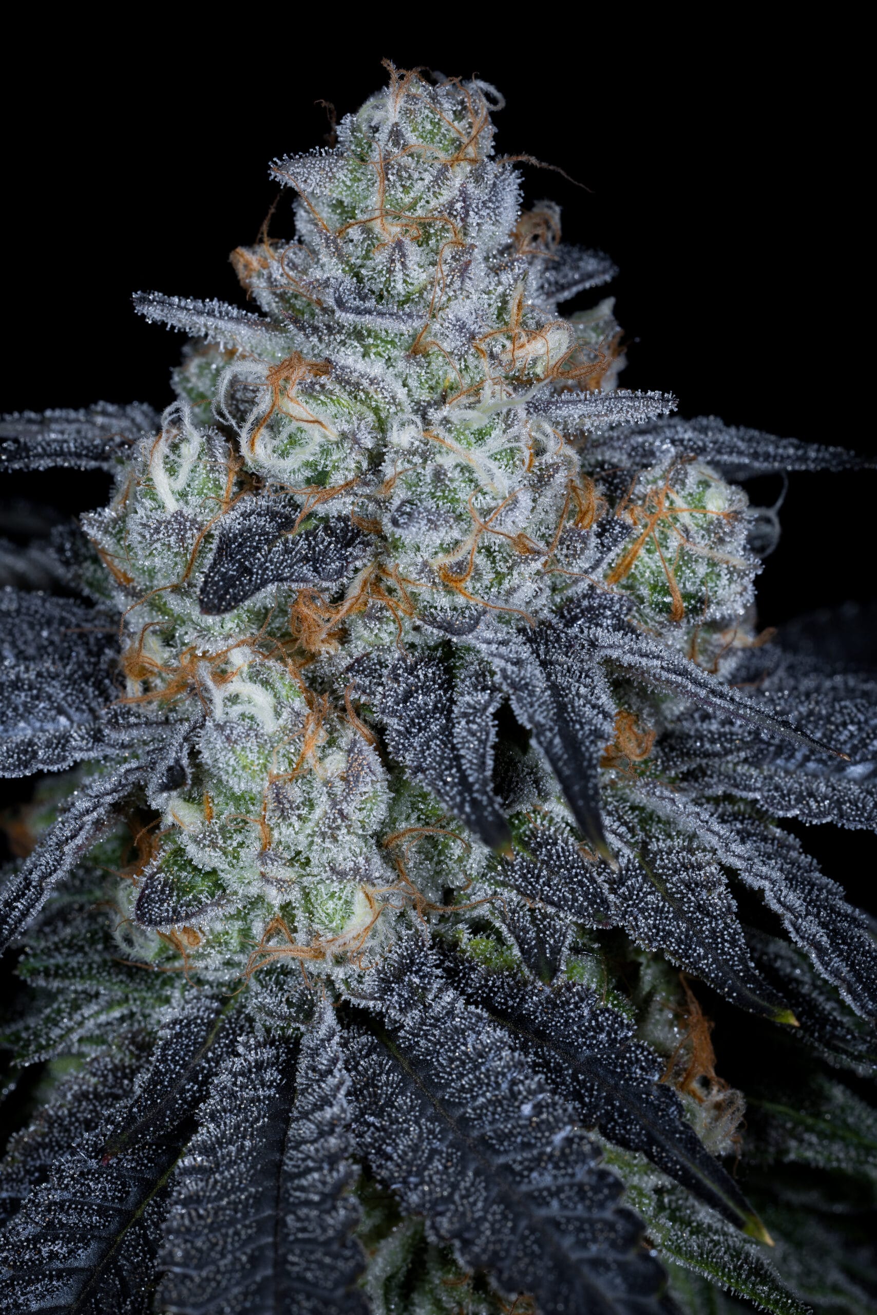 SIN_CITY_SEEDS_STICKY_CANDY_FLOWER_1_LUSCIOUS_GENETICS