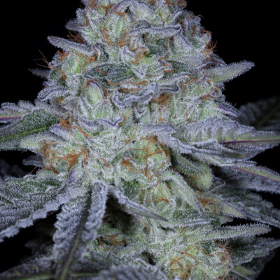 SIN_CITY_SEEDS_STICKY_KUSHMINTS_FLOWER_1_LUSCIOUS_GENETICS