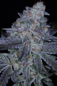 SIN_CITY_SEEDS_STICKY_PINEAPPLES_FLOWER_1_LUSCIOUS_GENETICS