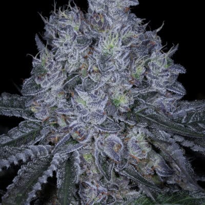 SIN_CITY_SEEDS_STICKY_SINMINT_FLOWER_1_LUSCIOUS_GENETICS