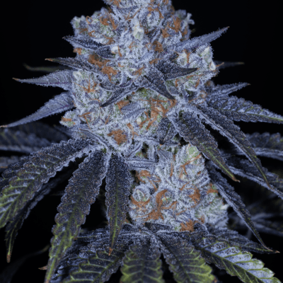SIN_CITY_SEEDS_STICKY_STRAWBERRIES_FLOWER_1_LUSCIOUS_GENETICS