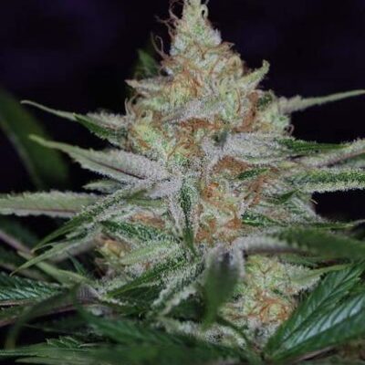 SUBCOOL_SEEDS_PANDORAS_BOX_FLOWER_1_LUSCIOUS_GENETICS