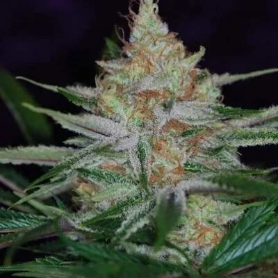 SUBCOOL_SEEDS_PANDORAS_BOX_FLOWER_1_LUSCIOUS_GENETICS