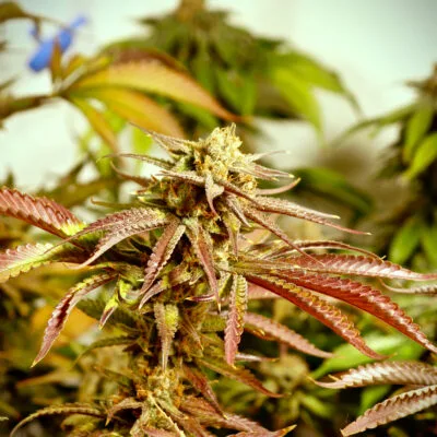 SUBCOOL_SEEDS_PENNYWISE_FLOWER_1_LUSCIOUS_GENETICS