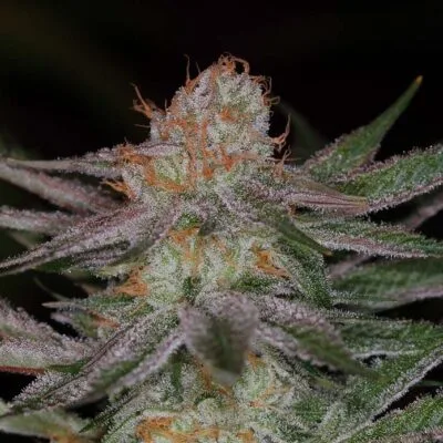 SUBCOOL_SEEDS_QRAZY_TRAIN_FLOWER_1_LUSCIOUS_GENETICS