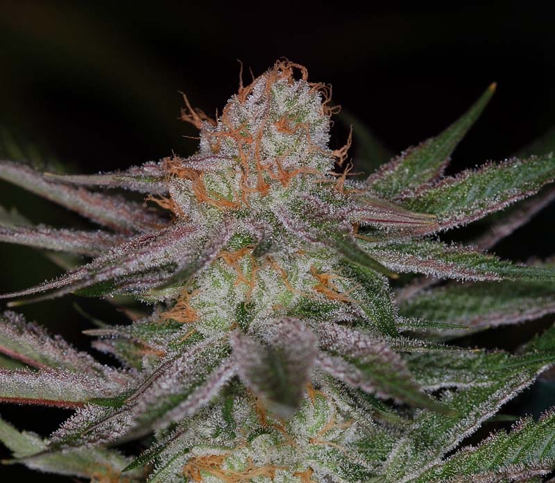 SUBCOOL_SEEDS_QRAZY_TRAIN_FLOWER_1_LUSCIOUS_GENETICS