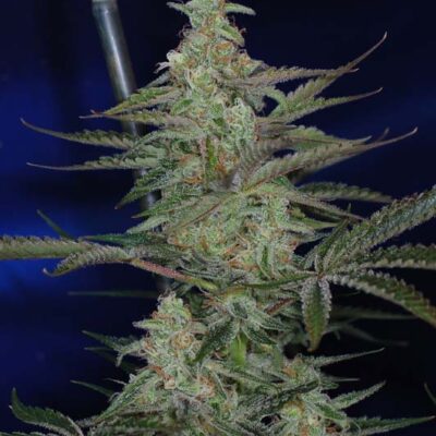 SUBCOOL_SEEDS_THIRD_DIMENSION_F2_FLOWER_1_LUSCIOUS_GENETICS