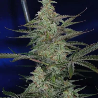 SUBCOOL_SEEDS_THIRD_DIMENSION_F2_FLOWER_1_LUSCIOUS_GENETICS