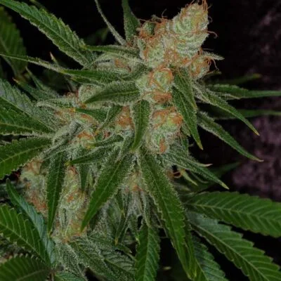 SUBCOOL_SEEDS_VORTEX_FLOWER_1_LUSCIOUS_GENETICS