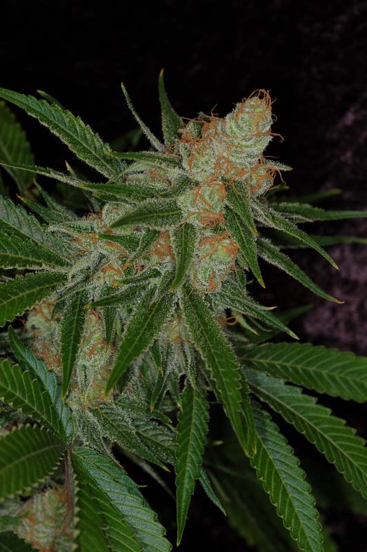 SUBCOOL_SEEDS_VORTEX_FLOWER_1_LUSCIOUS_GENETICS