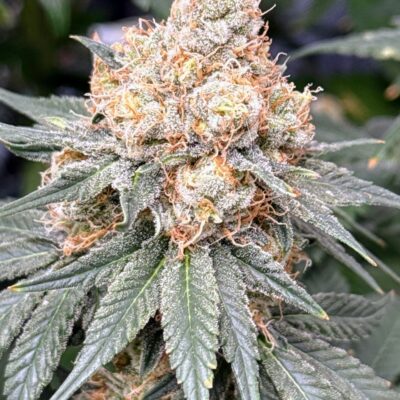 WATERMELON_MARTINI_CLONE_FLOWER_1_LUSCIOUS_GENETICS