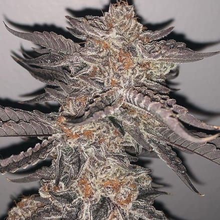 Image #1 from Anonymous