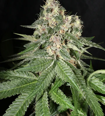 MASS_MEDICAL_STRAINS_CHEM_PUPIL_V2_FLOWER_1_LUSCIOUS_GENETICS