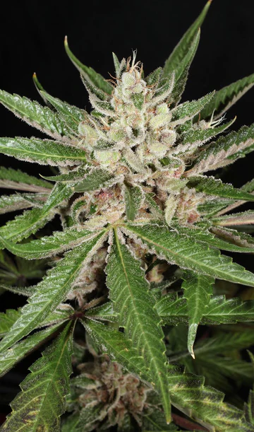 MASS_MEDICAL_STRAINS_LEMON_PUPIL_FLOWER_1_LUSCIOUS_GENETICS