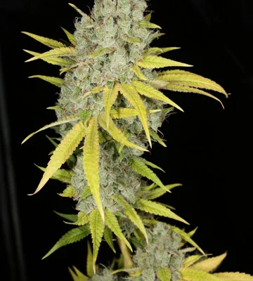 MASS_MEDICAL_STRAINS_SOUR_KERNEL_FLOWER_1_LUSCIOUS_GENETICS