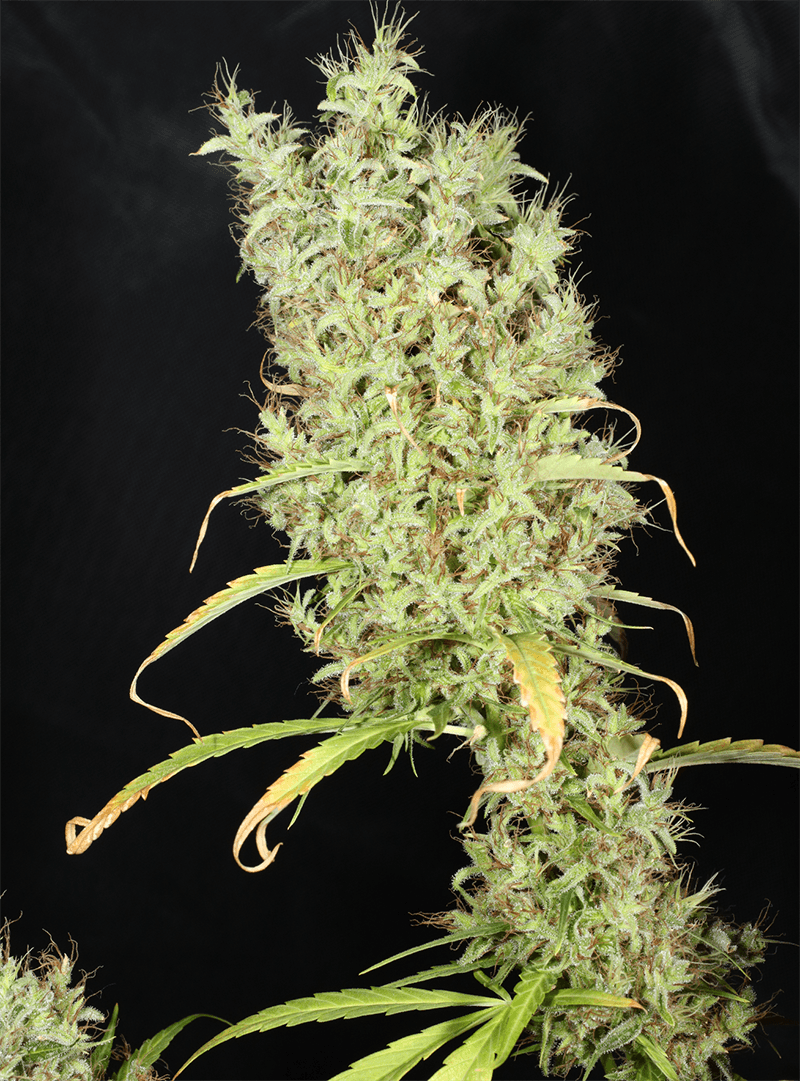 MASS_MEDICAL_STRAINS_THAI_LANDRACE_SQUIRREL_TAIL_HANG_KARONG_FLOWER_10_LUSCIOUS_GENETICS