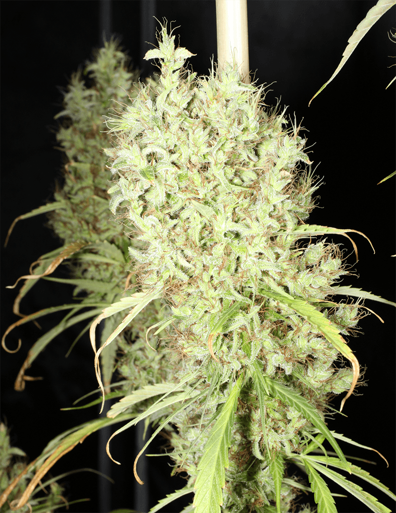 MASS_MEDICAL_STRAINS_THAI_LANDRACE_SQUIRREL_TAIL_HANG_KARONG_FLOWER_11_LUSCIOUS_GENETICS
