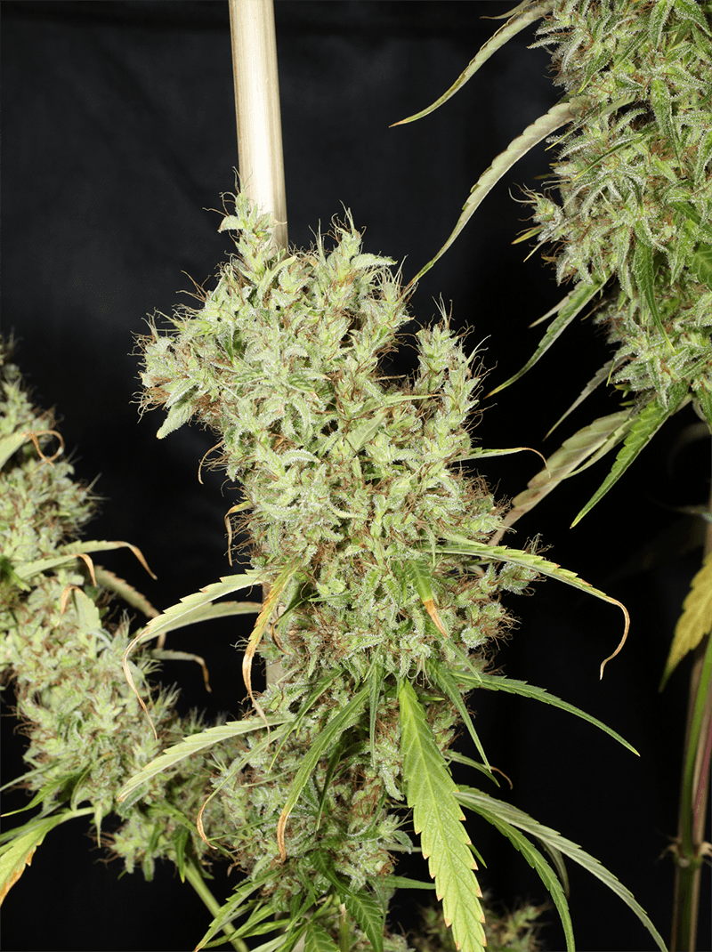 MASS_MEDICAL_STRAINS_THAI_LANDRACE_SQUIRREL_TAIL_HANG_KARONG_FLOWER_12_LUSCIOUS_GENETICS