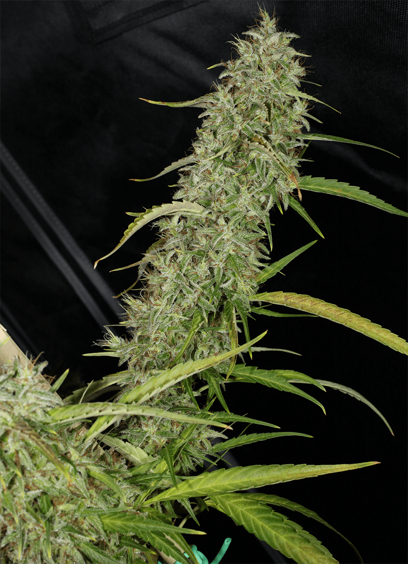MASS_MEDICAL_STRAINS_THAI_LANDRACE_SQUIRREL_TAIL_HANG_KARONG_FLOWER_14_LUSCIOUS_GENETICS