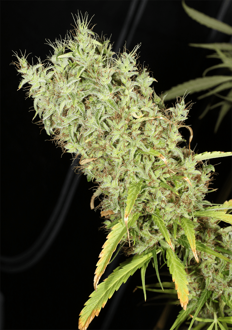 MASS_MEDICAL_STRAINS_THAI_LANDRACE_SQUIRREL_TAIL_HANG_KARONG_FLOWER_15_LUSCIOUS_GENETICS