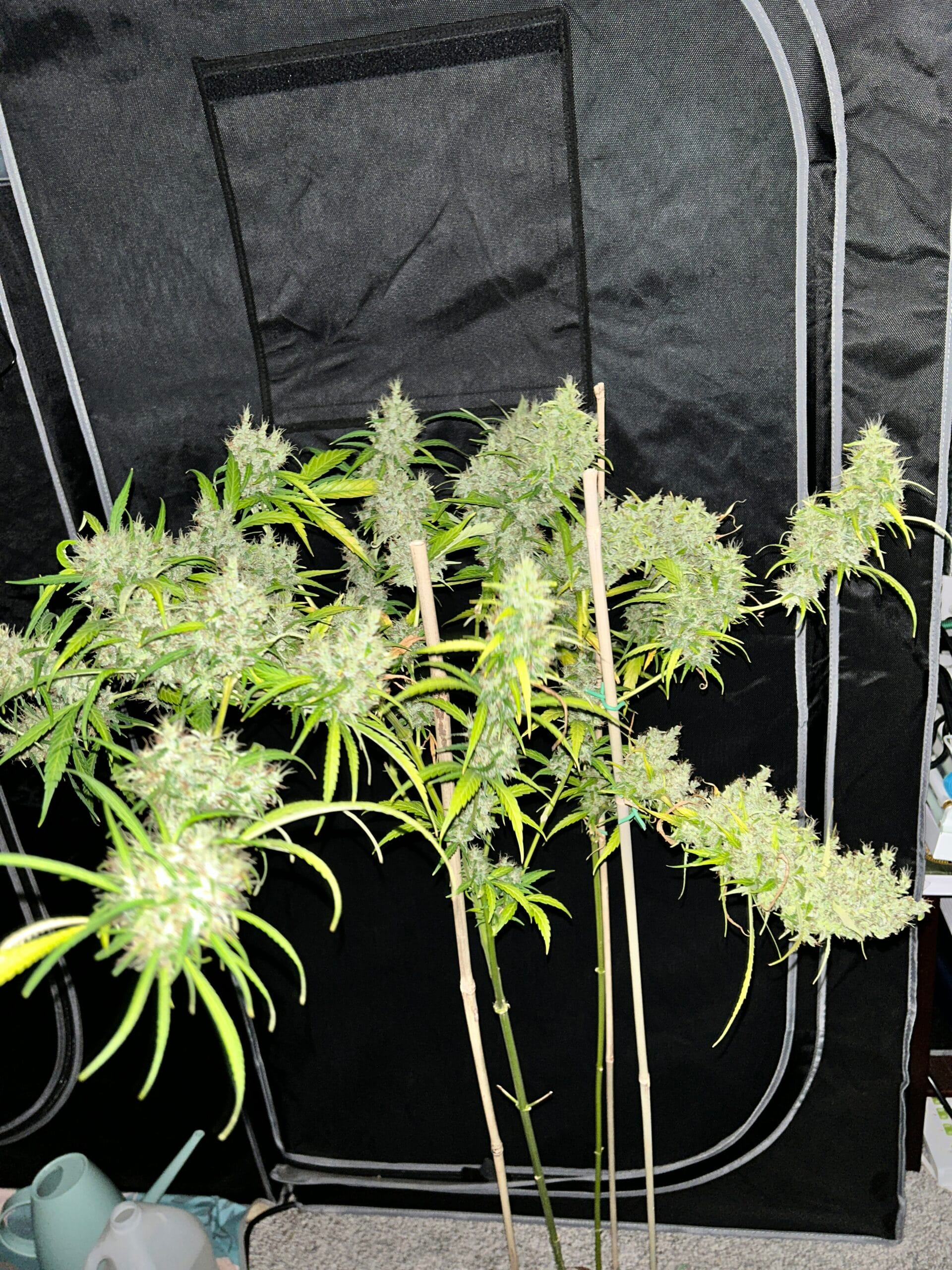 MASS_MEDICAL_STRAINS_THAI_LANDRACE_SQUIRREL_TAIL_HANG_KARONG_FLOWER_1_LUSCIOUS_GENETICS