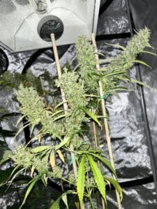 MASS_MEDICAL_STRAINS_THAI_LANDRACE_SQUIRREL_TAIL_HANG_KARONG_FLOWER_2_LUSCIOUS_GENETICS