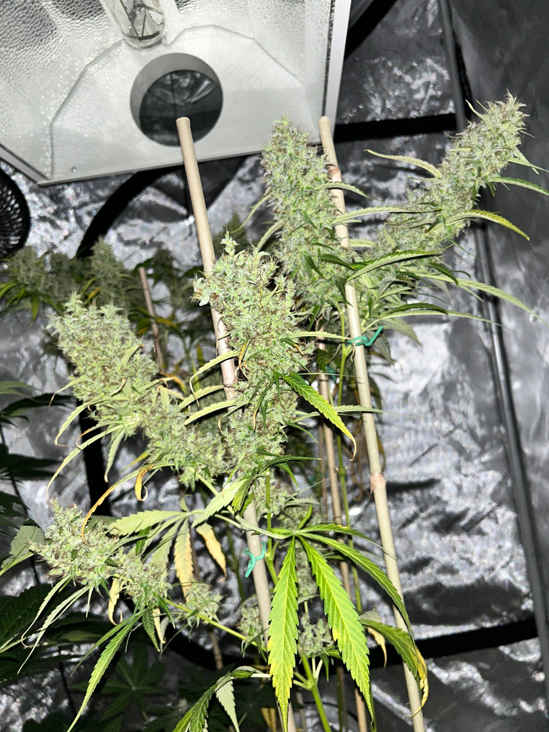 MASS_MEDICAL_STRAINS_THAI_LANDRACE_SQUIRREL_TAIL_HANG_KARONG_FLOWER_2_LUSCIOUS_GENETICS