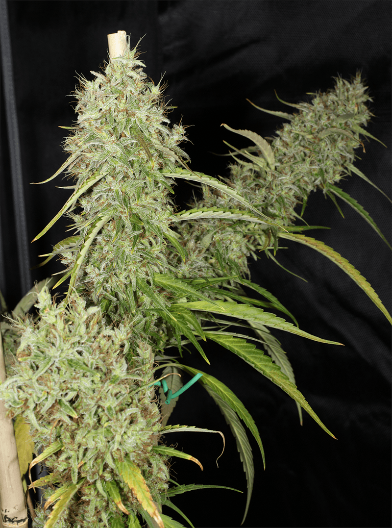 MASS_MEDICAL_STRAINS_THAI_LANDRACE_SQUIRREL_TAIL_HANG_KARONG_FLOWER_3_LUSCIOUS_GENETICS