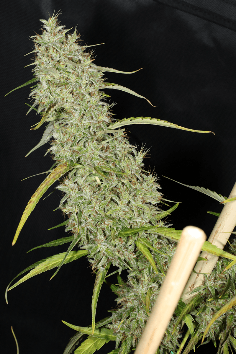 MASS_MEDICAL_STRAINS_THAI_LANDRACE_SQUIRREL_TAIL_HANG_KARONG_FLOWER_4_LUSCIOUS_GENETICS