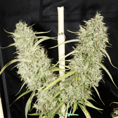 MASS_MEDICAL_STRAINS_THAI_LANDRACE_SQUIRREL_TAIL_HANG_KARONG_FLOWER_5_LUSCIOUS_GENETICS