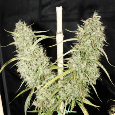 MASS_MEDICAL_STRAINS_THAI_LANDRACE_SQUIRREL_TAIL_HANG_KARONG_FLOWER_5_LUSCIOUS_GENETICS