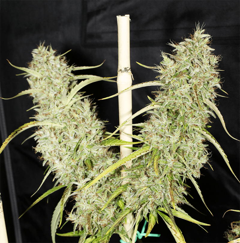 MASS_MEDICAL_STRAINS_THAI_LANDRACE_SQUIRREL_TAIL_HANG_KARONG_FLOWER_5_LUSCIOUS_GENETICS