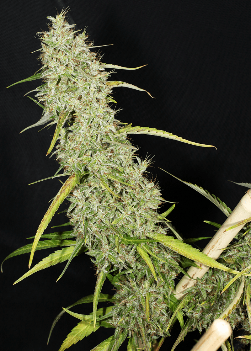 MASS_MEDICAL_STRAINS_THAI_LANDRACE_SQUIRREL_TAIL_HANG_KARONG_FLOWER_6_LUSCIOUS_GENETICS
