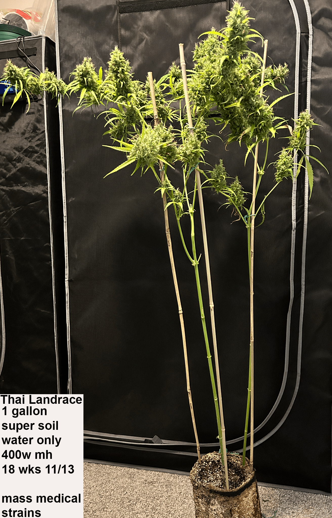 MASS_MEDICAL_STRAINS_THAI_LANDRACE_SQUIRREL_TAIL_HANG_KARONG_FLOWER_7_LUSCIOUS_GENETICS