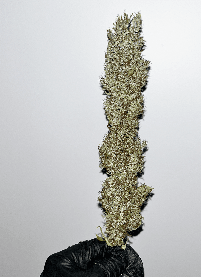 MASS_MEDICAL_STRAINS_THAI_LANDRACE_SQUIRREL_TAIL_HANG_KARONG_FLOWER_8_LUSCIOUS_GENETICS