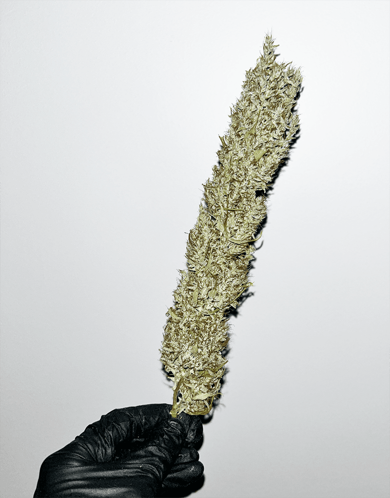 MASS_MEDICAL_STRAINS_THAI_LANDRACE_SQUIRREL_TAIL_HANG_KARONG_FLOWER_9_LUSCIOUS_GENETICS