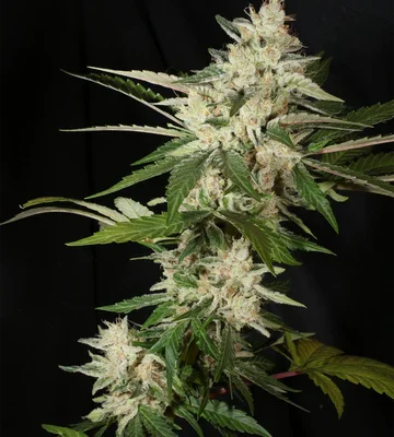 MASS_MEDICAL_STRAINS_THIRD_PUPIL_FLOWER_1_LUSCIOUS_GENETICS