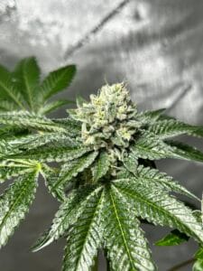 MASS_MEDICAL_STRAINS_TRIANGLE_KUSH_BX1_F2_FLOWER_1_LUSCIOUS_GENETICS