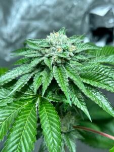 MASS_MEDICAL_STRAINS_TRIANGLE_KUSH_BX1_F2_FLOWER_2_LUSCIOUS_GENETICS