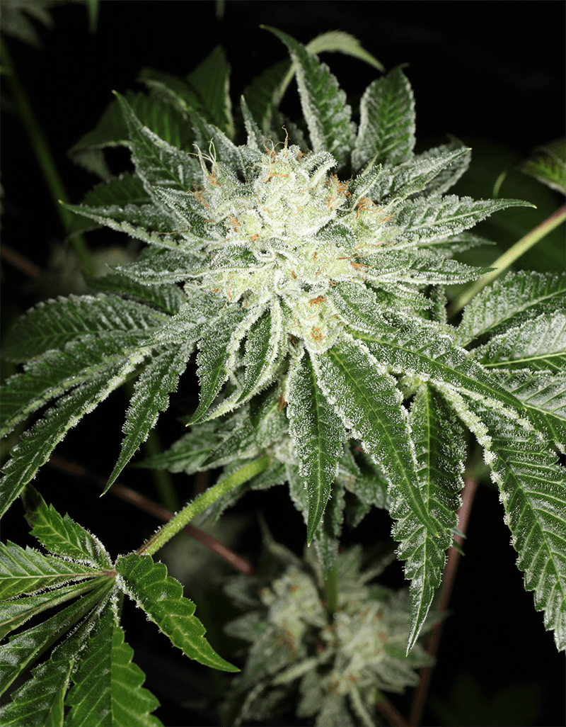 MASS_MEDICAL_STRAINS_TRIANGLE_KUSH_BX1_F2_FLOWER_3_LUSCIOUS_GENETICS