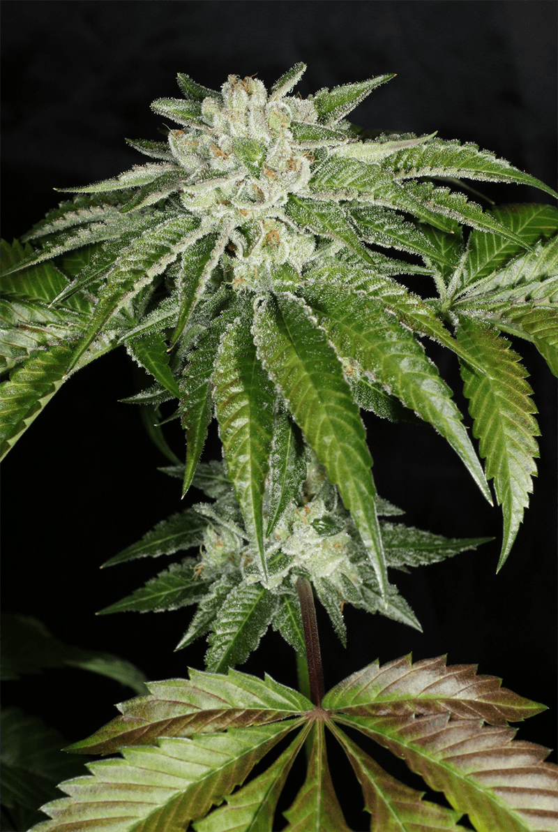 MASS_MEDICAL_STRAINS_TRIANGLE_KUSH_BX1_F2_FLOWER_4_LUSCIOUS_GENETICS