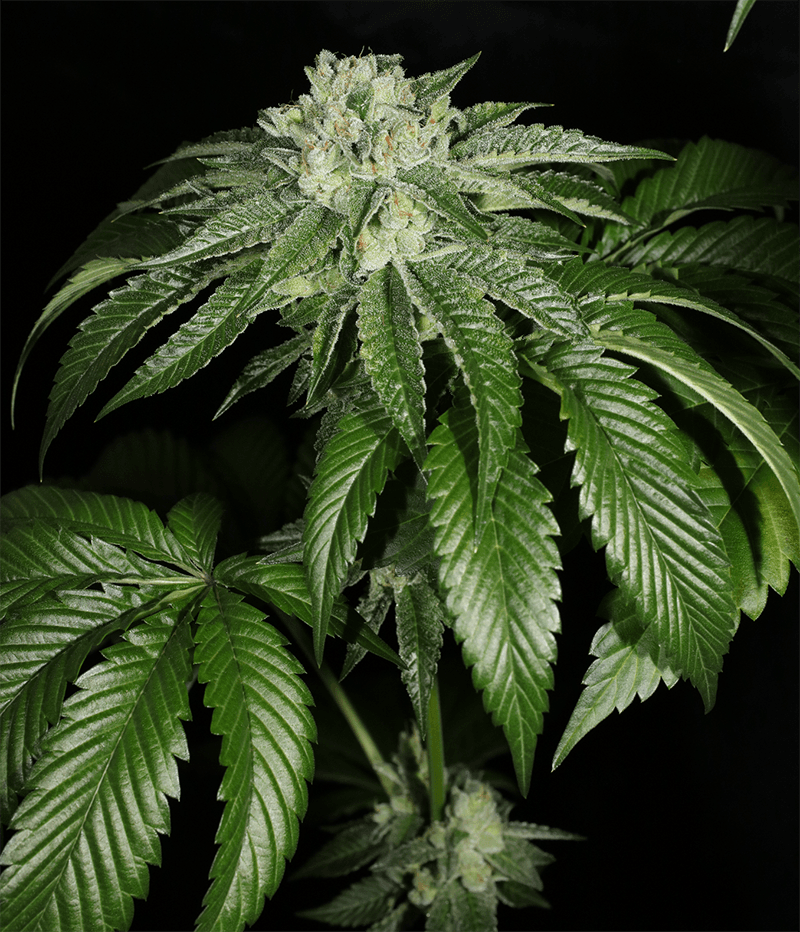 MASS_MEDICAL_STRAINS_TRIANGLE_KUSH_BX1_F2_FLOWER_5_LUSCIOUS_GENETICS