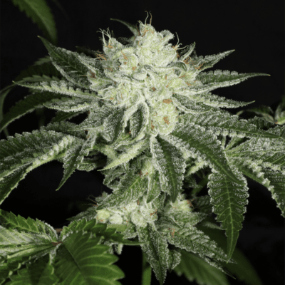 MASS_MEDICAL_STRAINS_TRIANGLE_KUSH_BX1_F2_FLOWER_6_LUSCIOUS_GENETICS