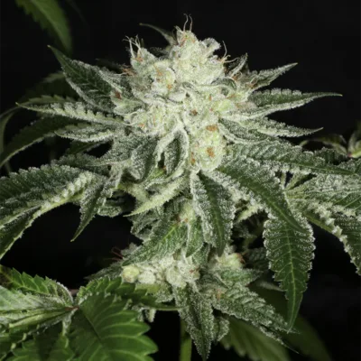 MASS_MEDICAL_STRAINS_TRIANGLE_KUSH_BX1_F2_FLOWER_6_LUSCIOUS_GENETICS