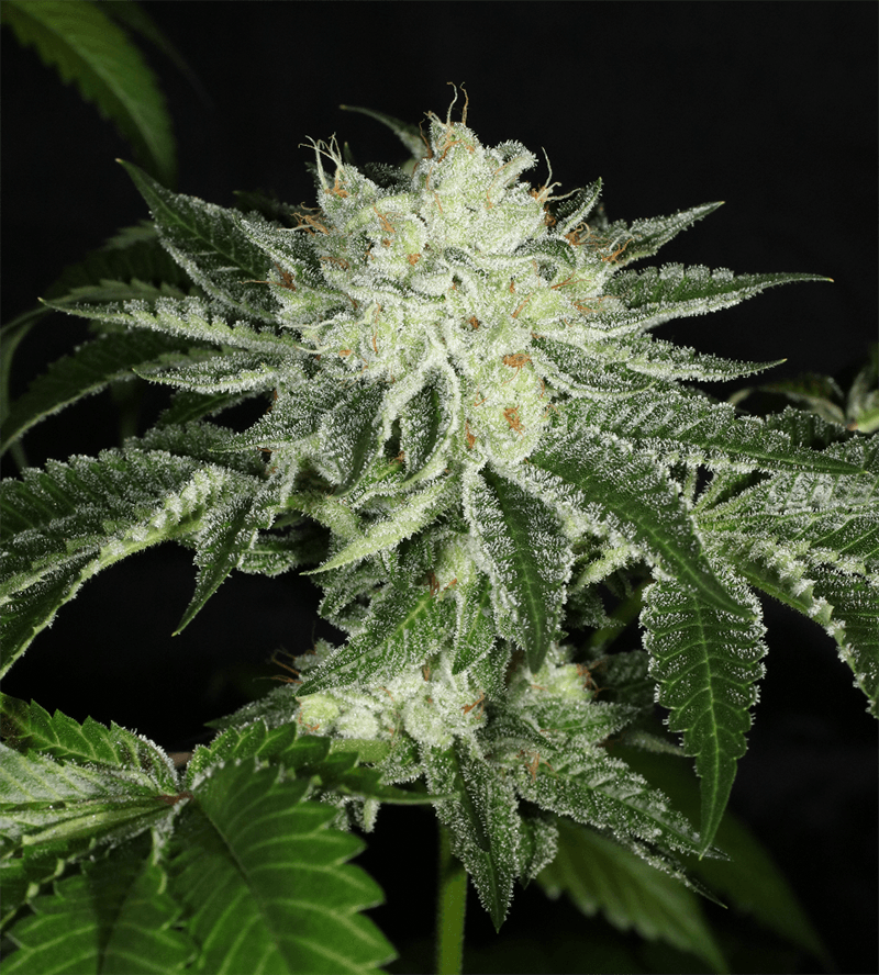 MASS_MEDICAL_STRAINS_TRIANGLE_KUSH_BX1_F2_FLOWER_6_LUSCIOUS_GENETICS