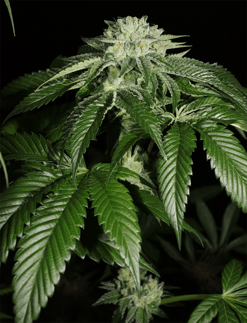 MASS_MEDICAL_STRAINS_TRIANGLE_KUSH_BX1_F2_FLOWER_7_LUSCIOUS_GENETICS
