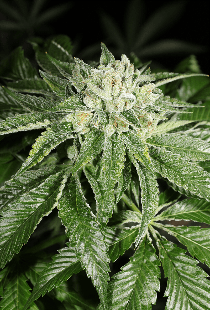 MASS_MEDICAL_STRAINS_TRIANGLE_KUSH_BX1_F2_FLOWER_8_LUSCIOUS_GENETICS